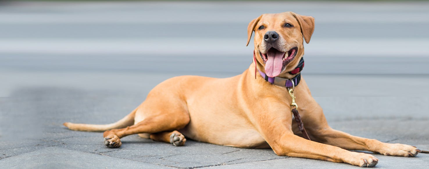 Bullmastiff hybrid 2024